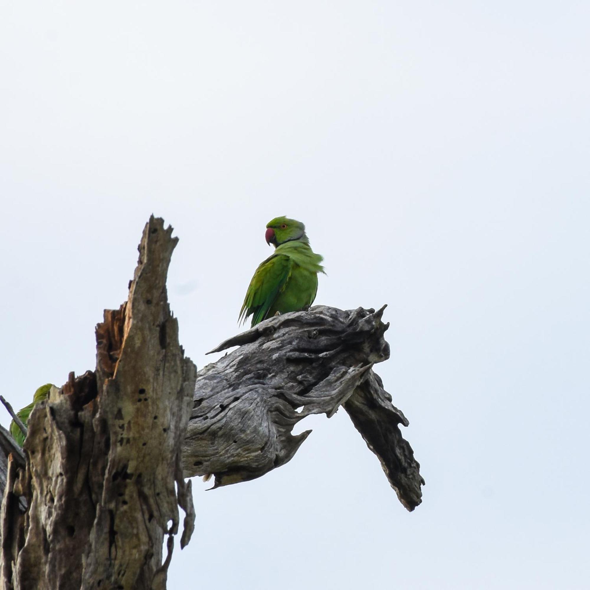 Village Mango Resort Yala ทิซซามาฮารามา ภายนอก รูปภาพ