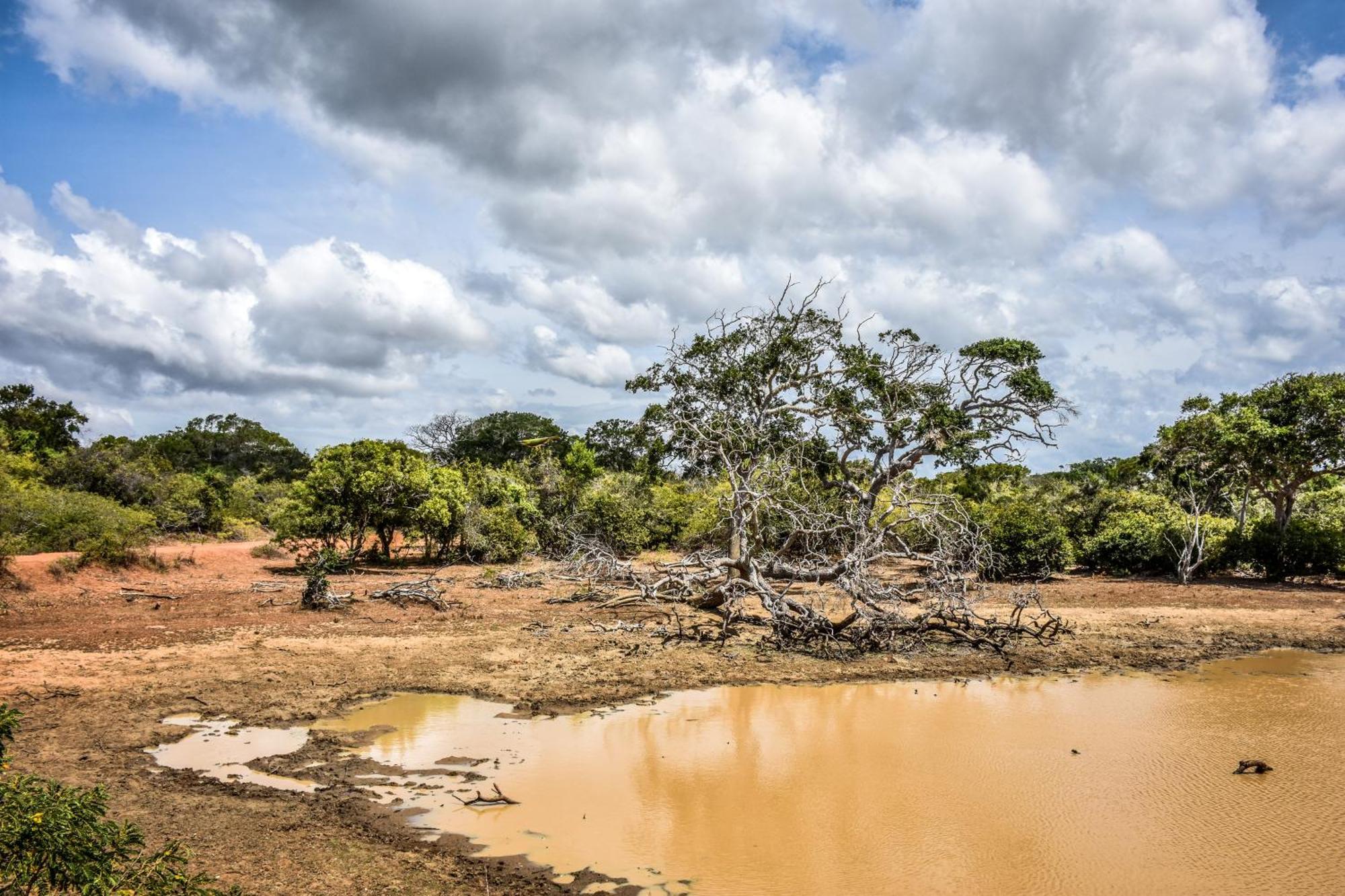 Village Mango Resort Yala ทิซซามาฮารามา ภายนอก รูปภาพ